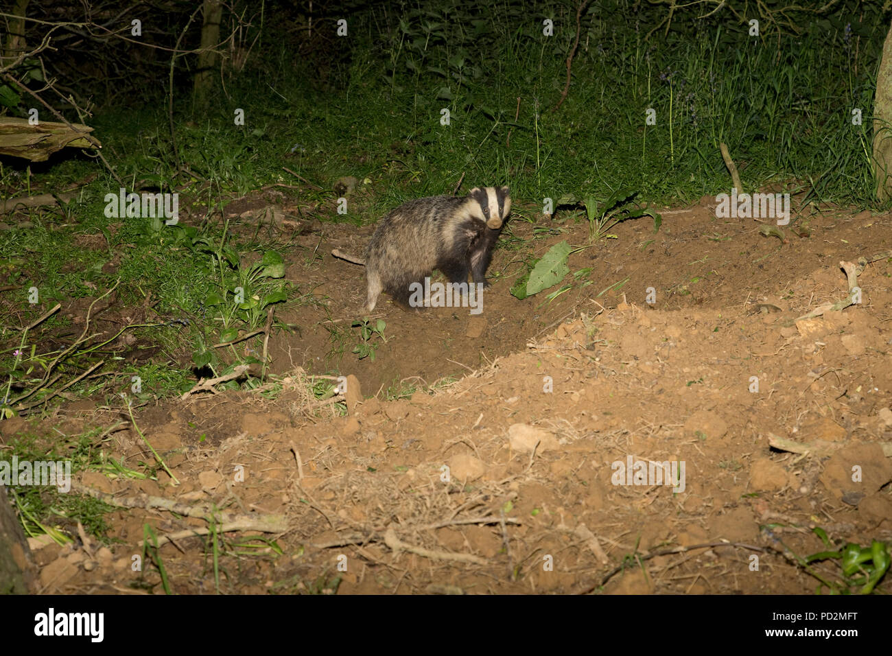 Ein europäischer Dachs Meles meles außerhalb sett Mickleton Holz Bauernhof Cotswolds UK Stockfoto