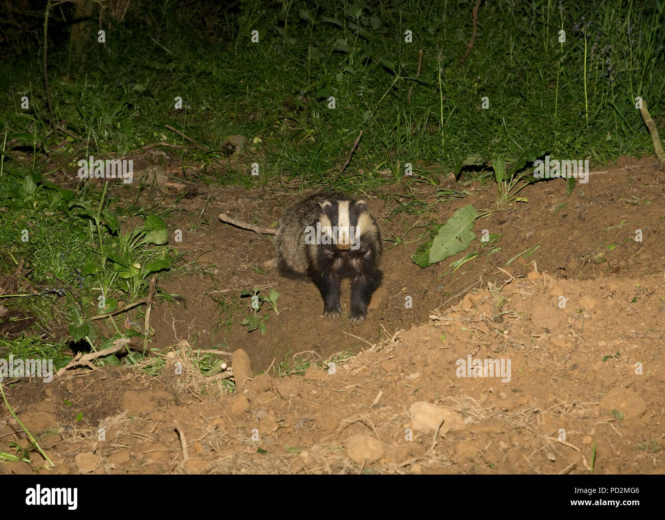 Ein europäischer Dachs Meles meles außerhalb sett Mickleton Holz Bauernhof Cotswolds UK Stockfoto