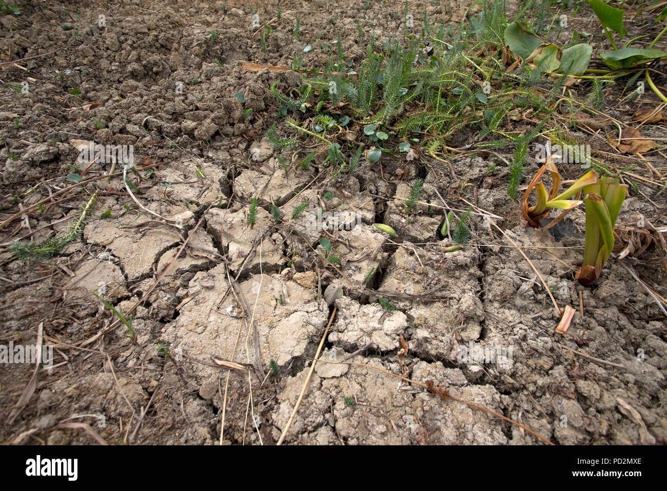 Rissige Erde in ausgetrocknet Gartenteich Juli 2018 Cotswolds UK Stockfoto