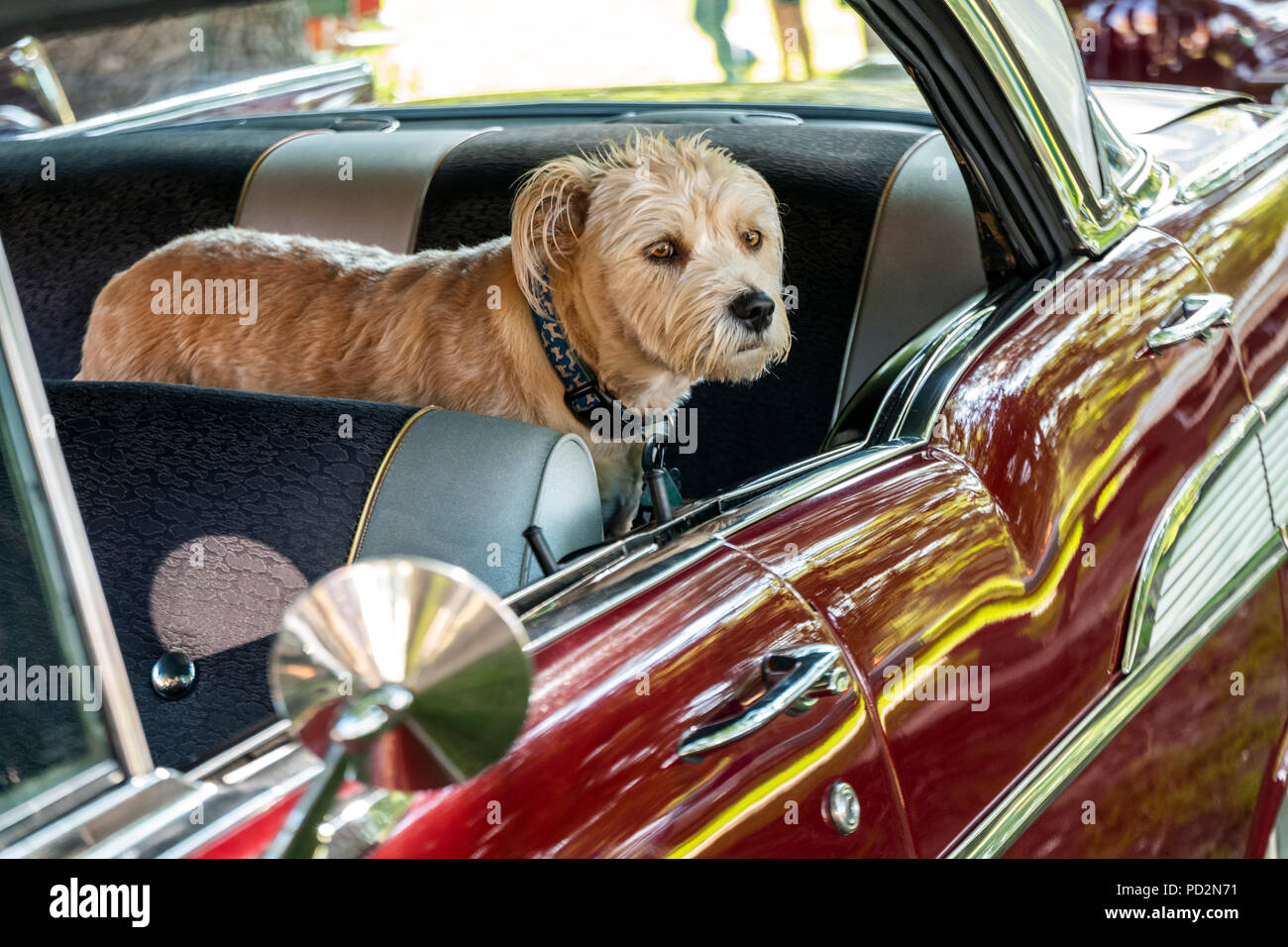 Kleiner Hund; 1957 Chevrolet 4 door Hardtop; Engel des Shavano Auto Show, Fund Raiser für Chaffee County Search&Rescue Süd, Salida, Colorado, USA Stockfoto