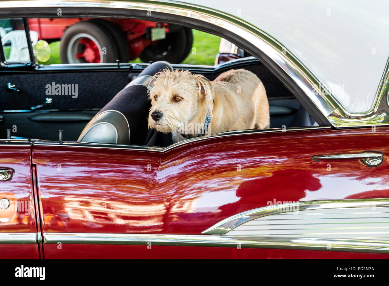 Kleiner Hund; 1957 Chevrolet 4 door Hardtop; Engel des Shavano Auto Show, Fund Raiser für Chaffee County Search&Rescue Süd, Salida, Colorado, USA Stockfoto
