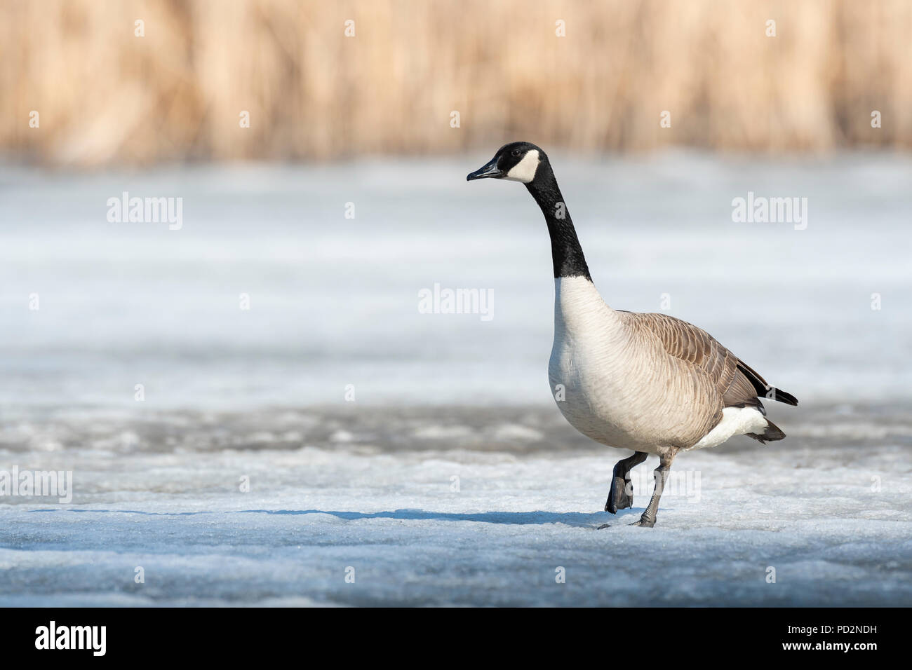 Kanadagans (Branta canadensis), Frühjahr, E. in Nordamerika, von Dominique Braud/Dembinsky Foto Assoc Stockfoto