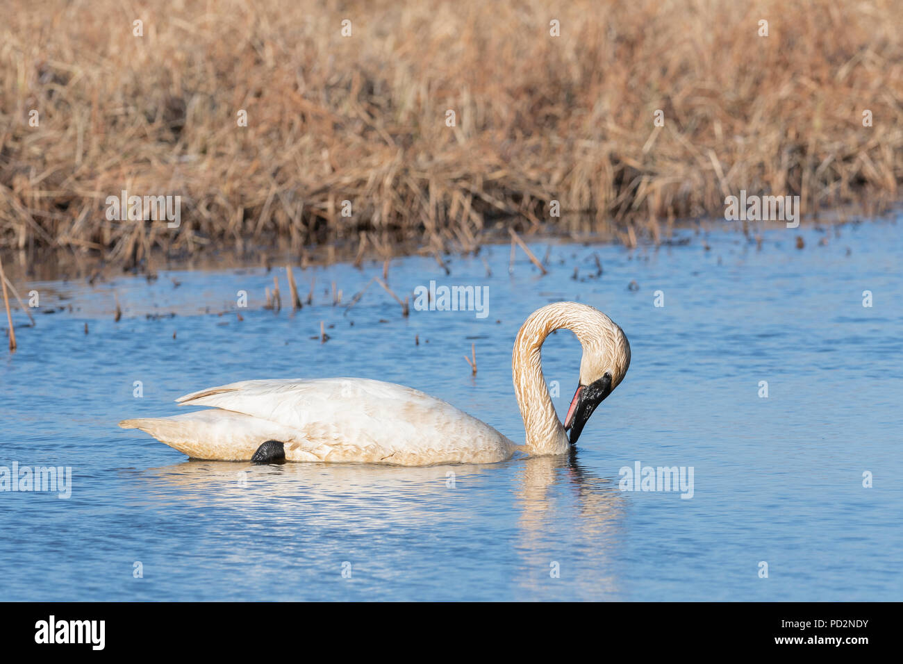 Trumpeter Swans (Cygnus buccinator) Crex wiesen Wildlife Management Area, Frühling, WI, USA, von Dominique Braud/Dembinsky Foto Assoc Stockfoto