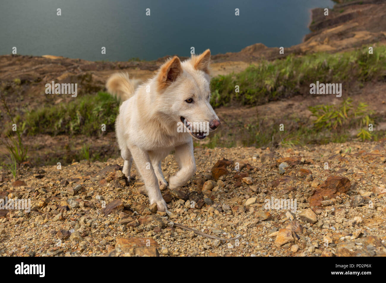 Weißer Hund zu Fuß auf dem Boden Stockfoto