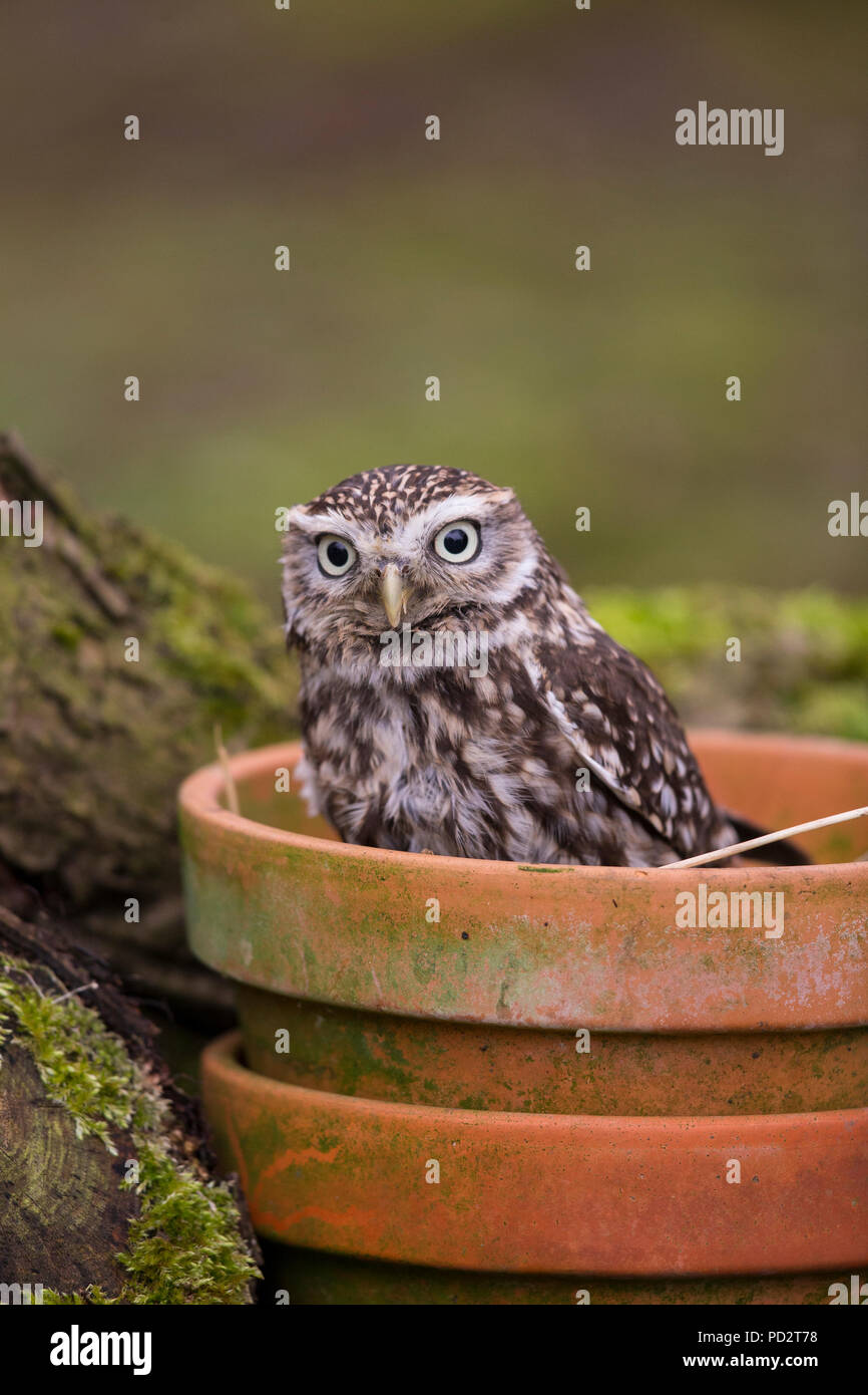 Kleine Eule Stockfoto