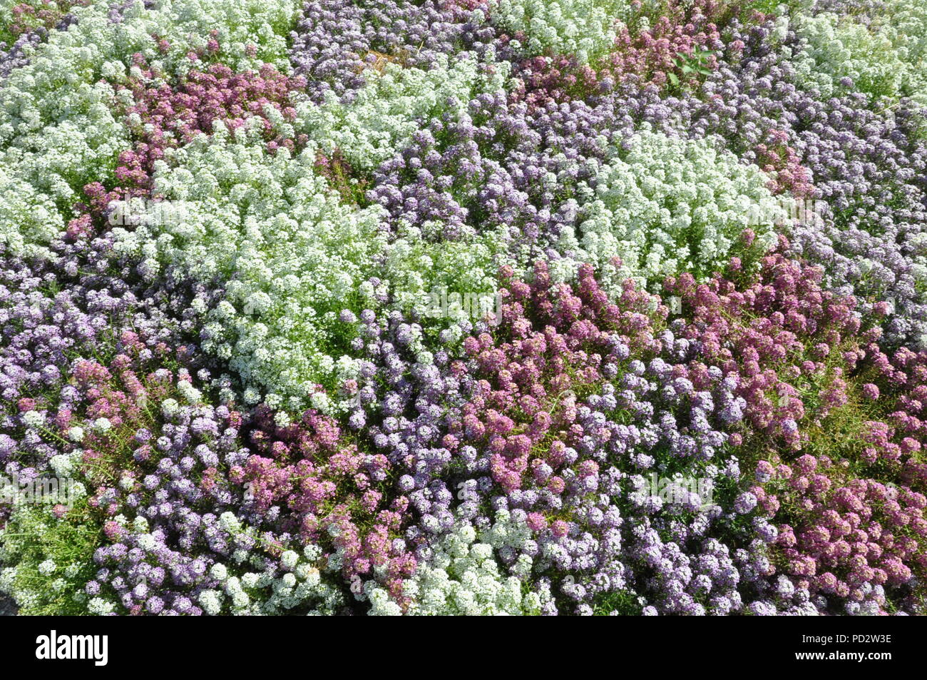 Buntes Blumenbeet Top View Stockfoto