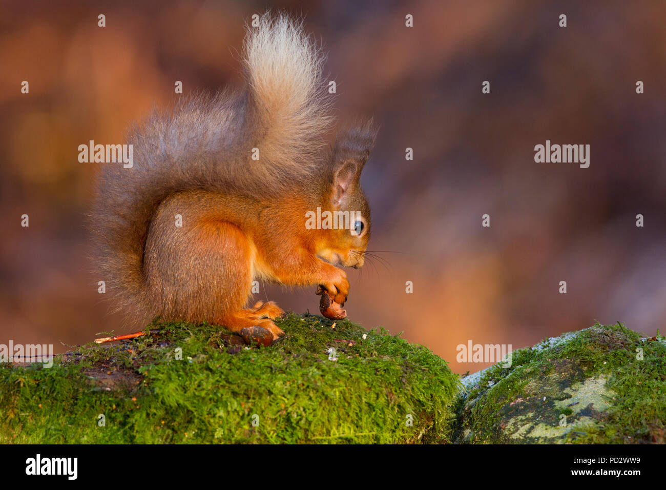 Eichhörnchen Sciurus vulgaris Stockfoto