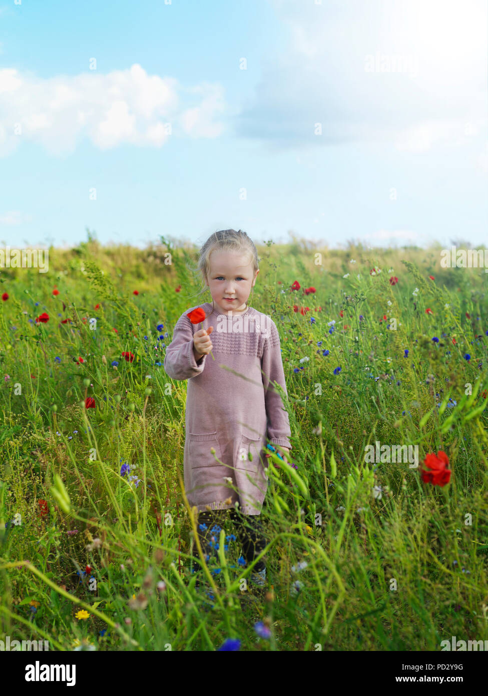 Kind in wildflower Feld, Kopenhagen, Hovedstaden, Dänemark Stockfoto
