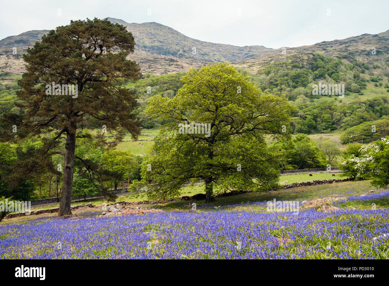 Native Bluebells wachsen auf eine offene Hügellandschaft in Snowdonia National Park Landschaft im Frühjahr. Nantgwynant, Gwynedd, Wales, Großbritannien, Großbritannien Stockfoto