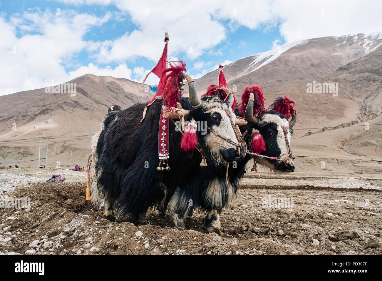 Yaks verkleidet auf dem Feld zu arbeiten, Namco, Xizang, China Stockfoto