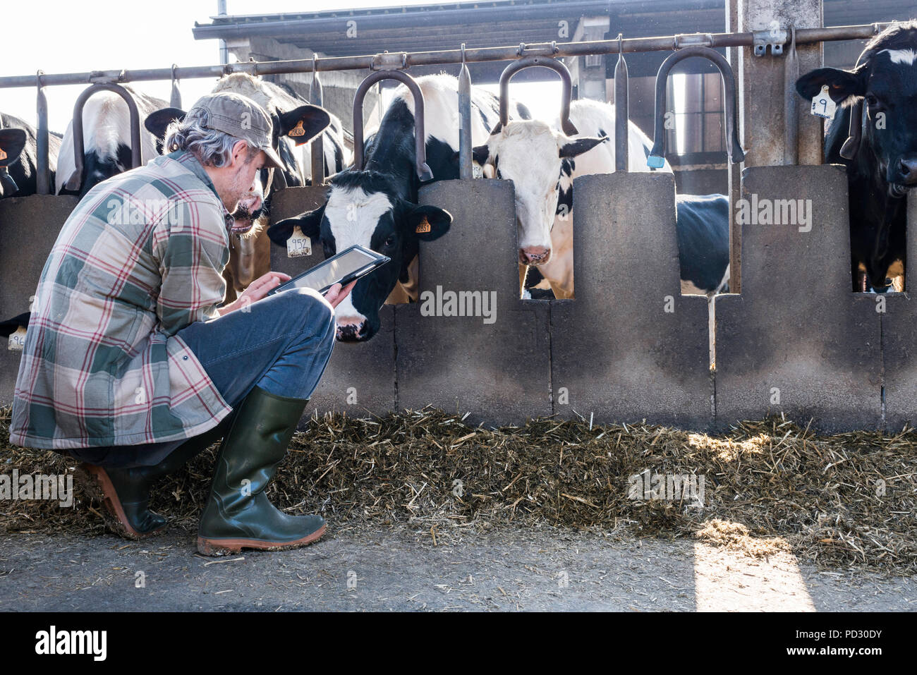 Dairy Farm worker Kontrolle Wohlbefinden seiner Kühe Stockfoto