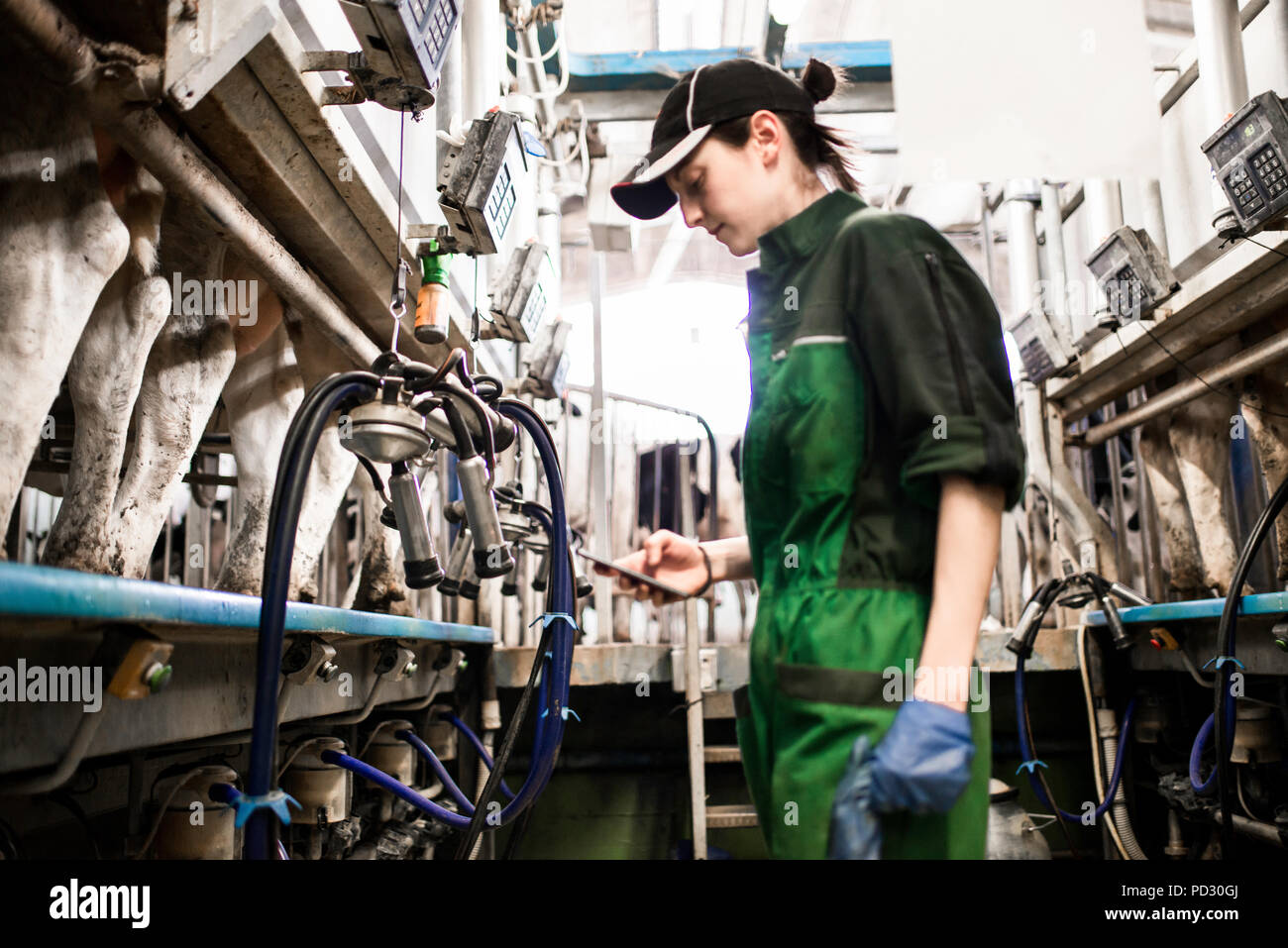 Dairy Farm worker texting während der Arbeit im Melkstand Stockfoto