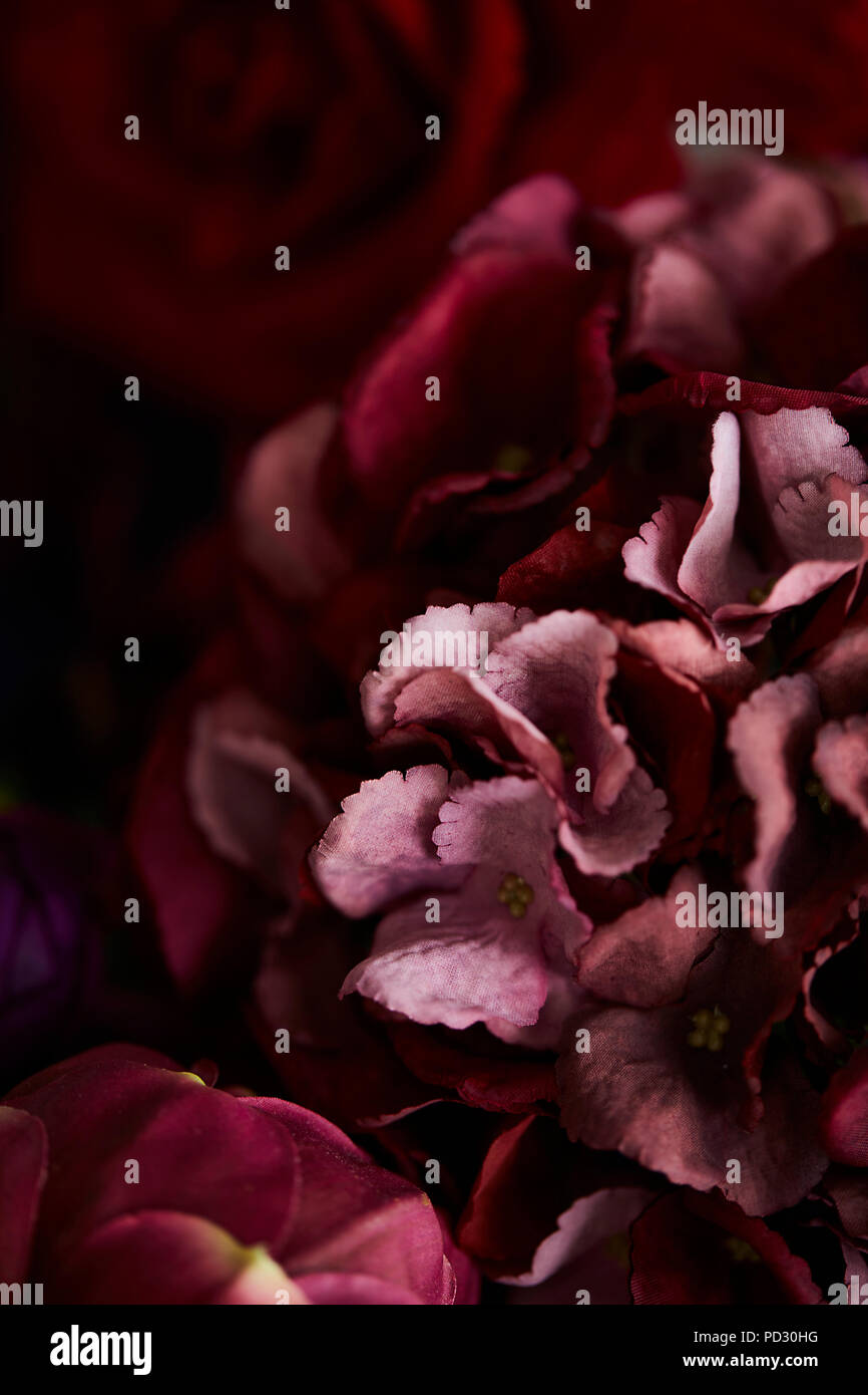 Hortensien und andere rote Blumen Stockfoto