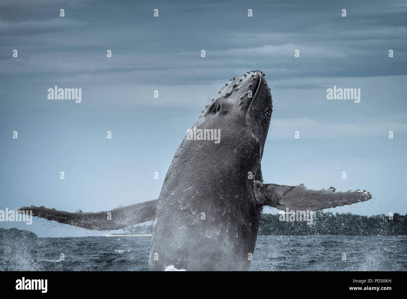 Buckelwale (Megaptera novaeangliae), Verletzung, Tonga, Fidschi Stockfoto