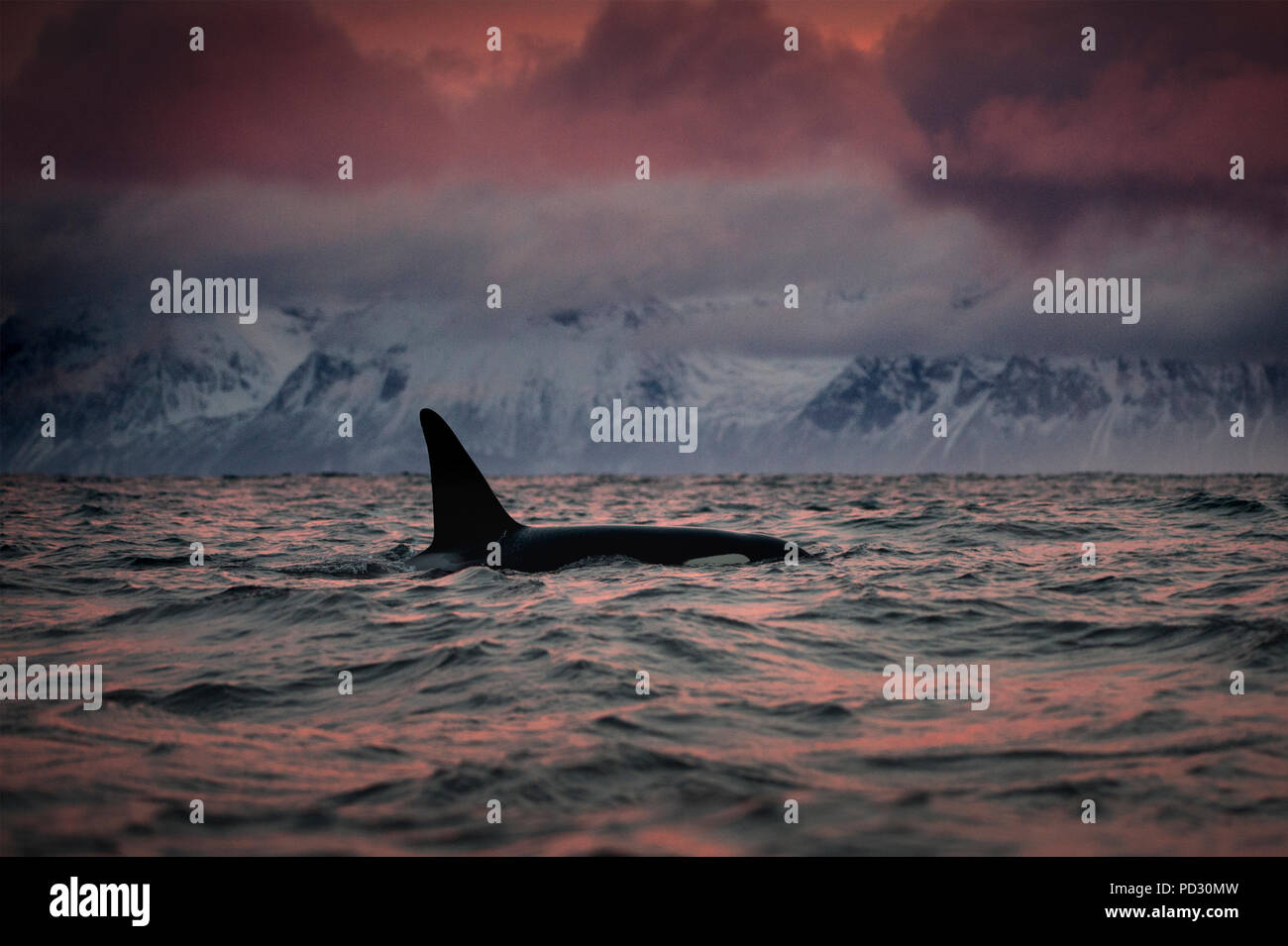 Schwertwal (Orcinus orca), Jagd, Andenes, Nordland, Norwegen Stockfoto