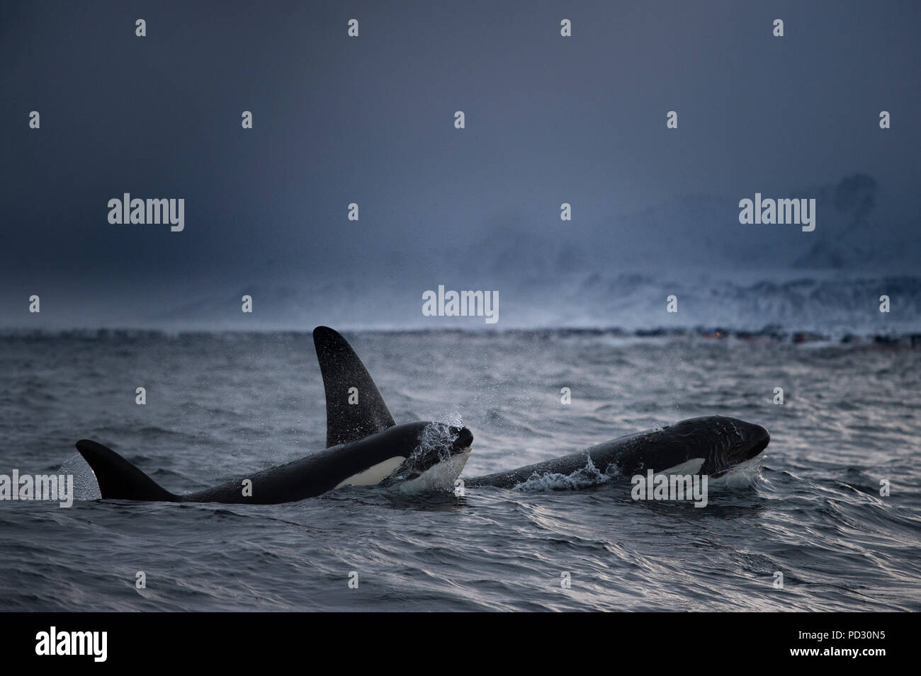 Schwertwale (Orcinus orca), Jagd, Andenes, Nordland, Norwegen Stockfoto