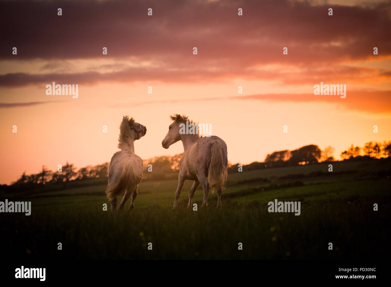 Zwei weiße Pferde, die in Feld bei Sonnenuntergang laufen, Doolin, Clare, Irland Stockfoto