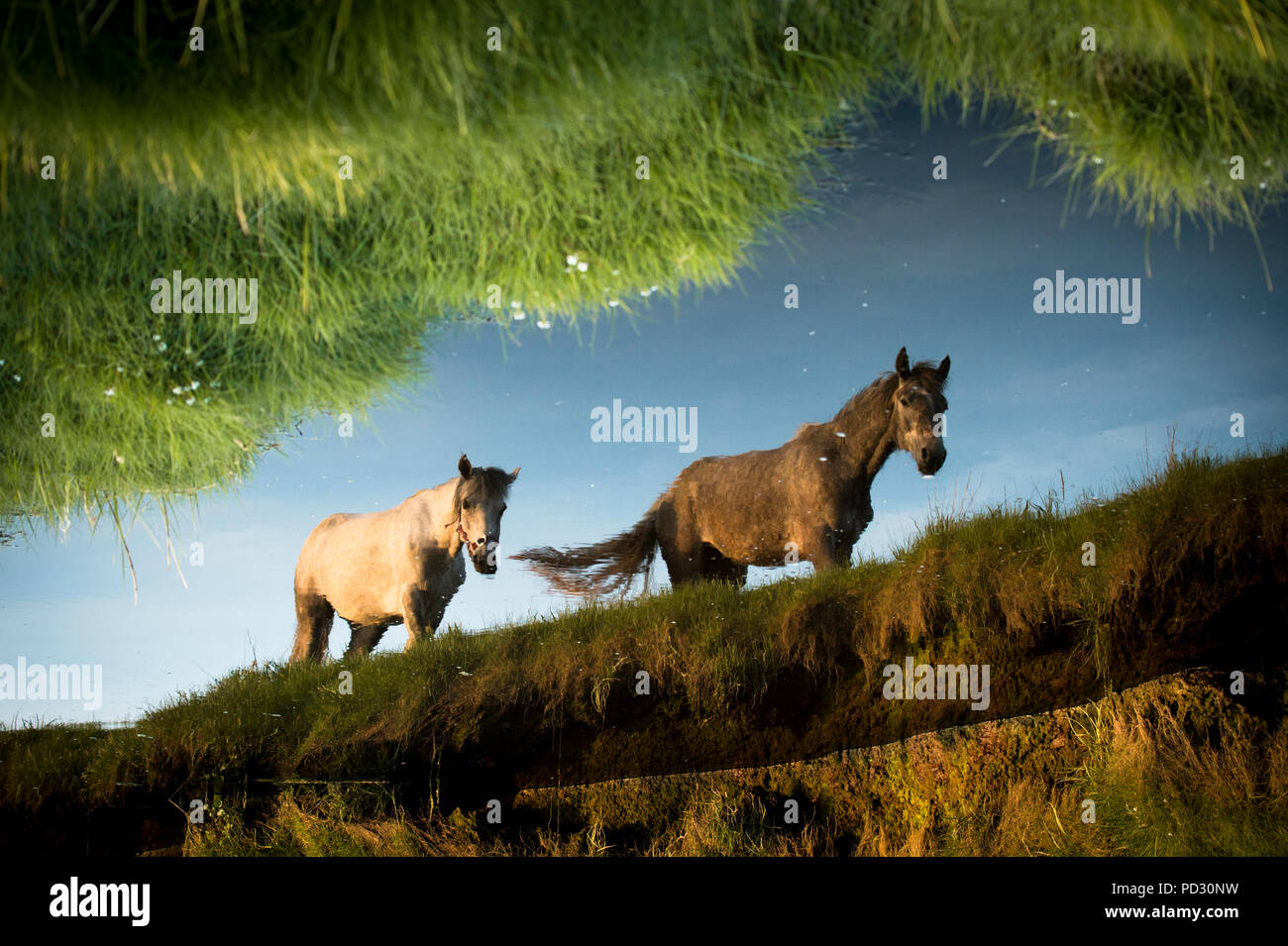 Stilles Wasser, Reflexion von zwei Pferden wandern, Doolin, Clare, Irland Stockfoto
