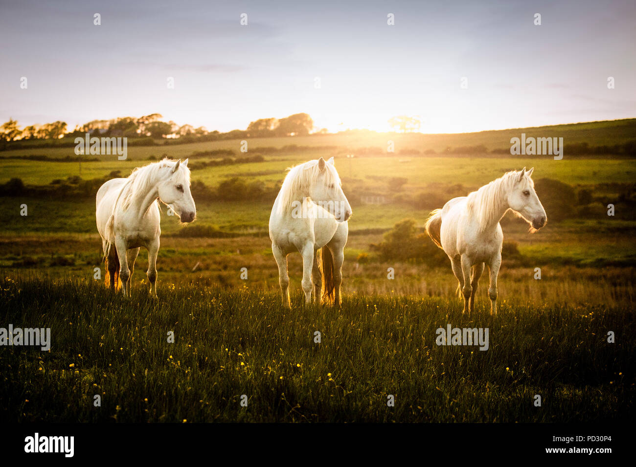 Drei weisse Pferde in Feld bei Sonnenuntergang, Doolin, Clare, Irland Stockfoto