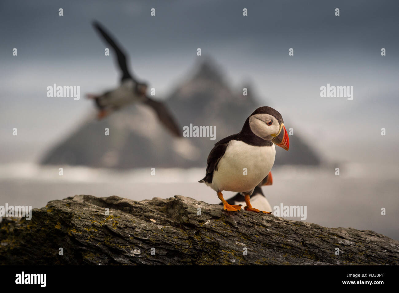 Papageitaucher (Fratercula arctica), Skellig Felsen im Hintergrund, Portmagee, Kerry, Irland Stockfoto