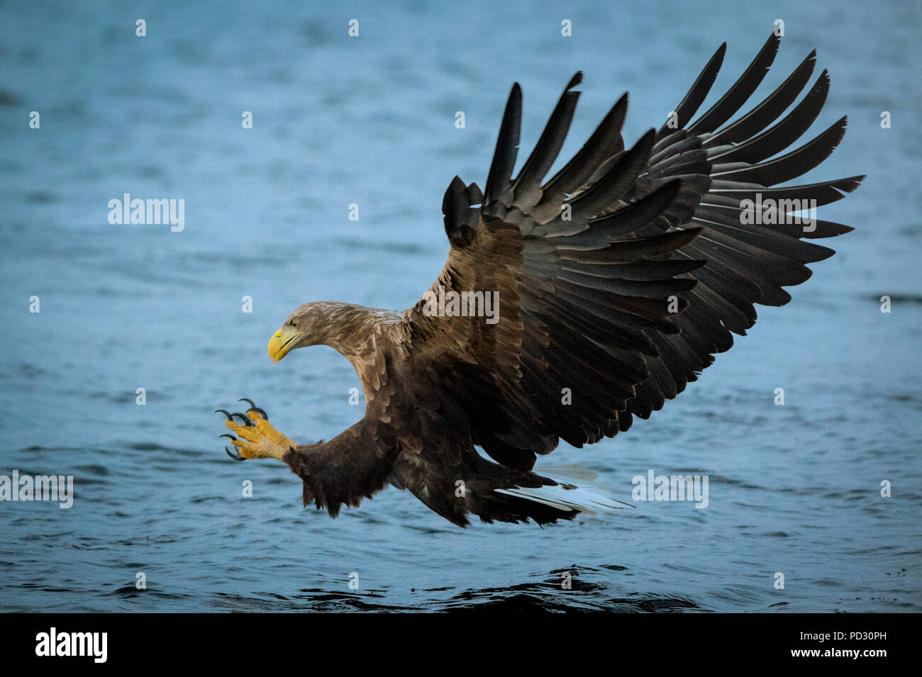 Seeadler (Haliaeetus albicilla), im Flug, der Jagd nach Fischen, Å i Lofoten, Nordland, Norwegen Stockfoto