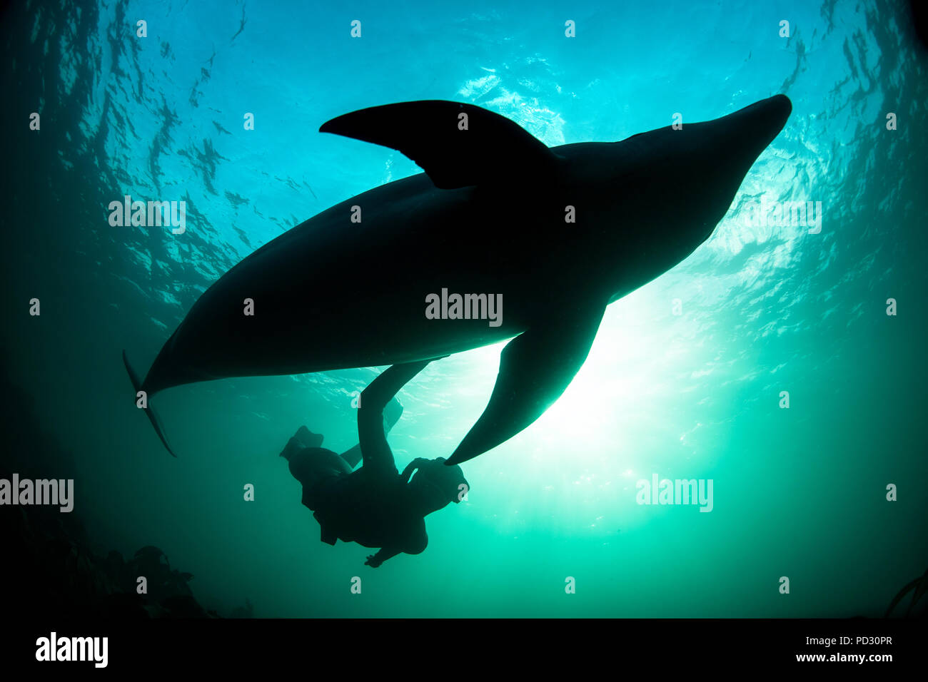 Frau frei - Tauchen mit Großen Tümmler (Tursiops schneidet), Unterwasser, Doolin, Clare, Irland Stockfoto