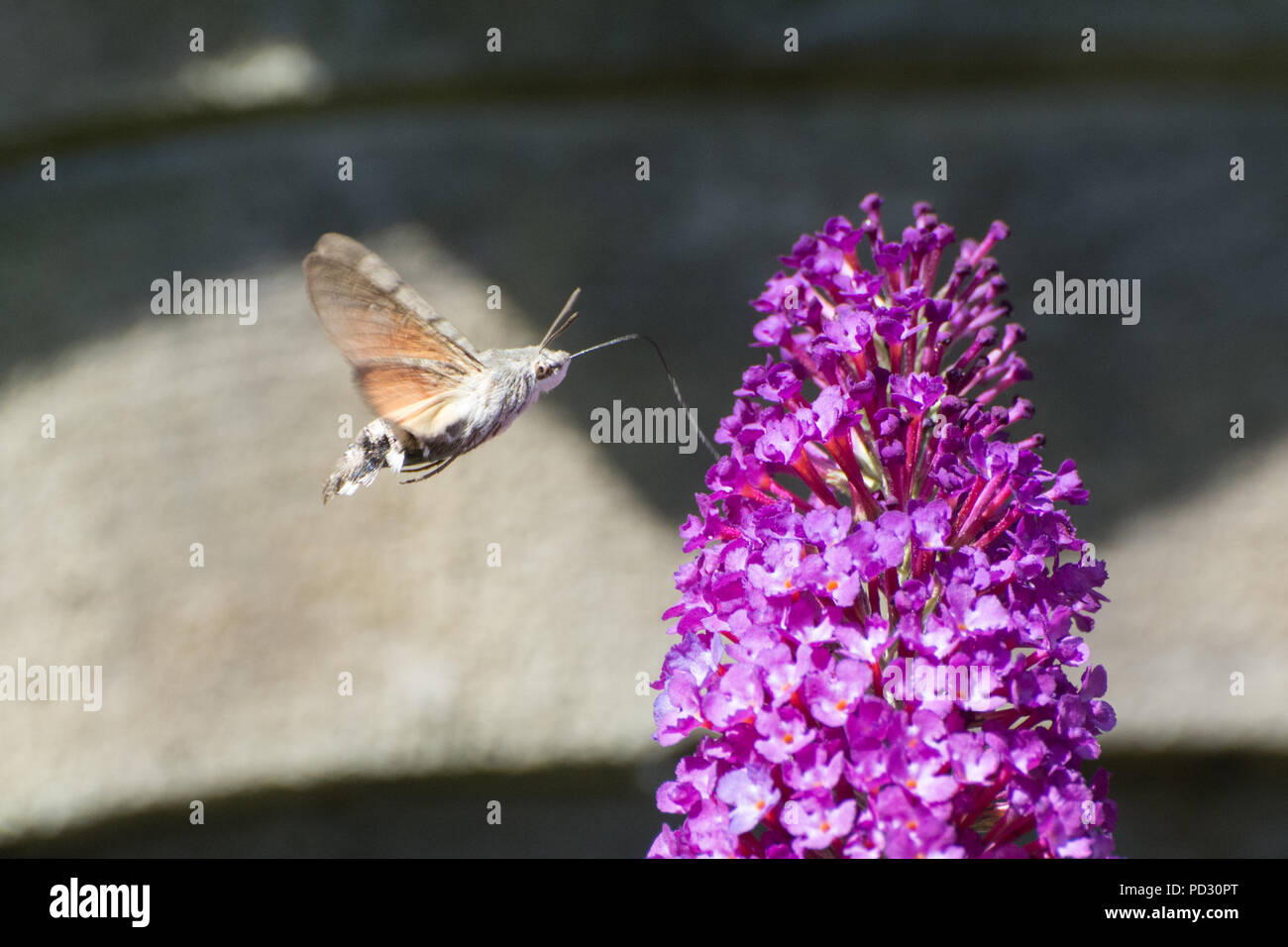 Hummingbird hawk Moth (Macroglossum stellatarum) nectaring auf sommerflieder Blumen Stockfoto