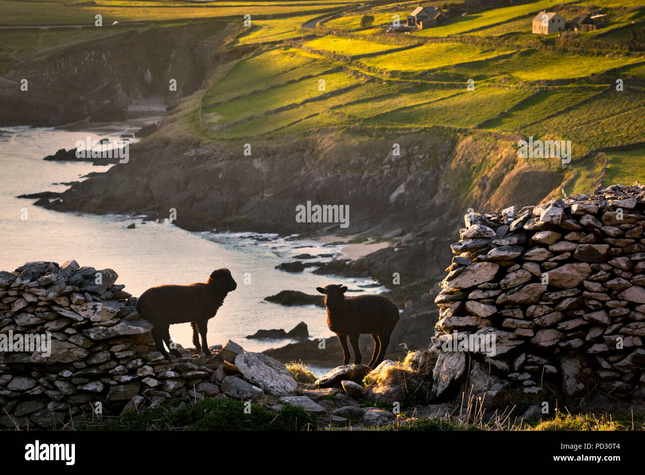 Schaf stehend auf der Klippe, Coumeenole Strand, Slea Head Drive, Dingle, Kerry, Irland Stockfoto