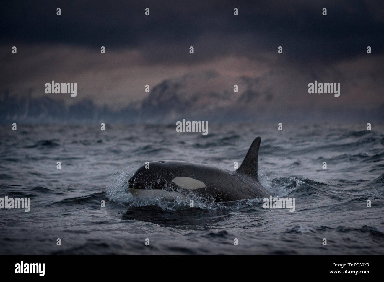 Schwertwal (Orcinus orca), Jagd, Andenes, Nordland, Norwegen Stockfoto