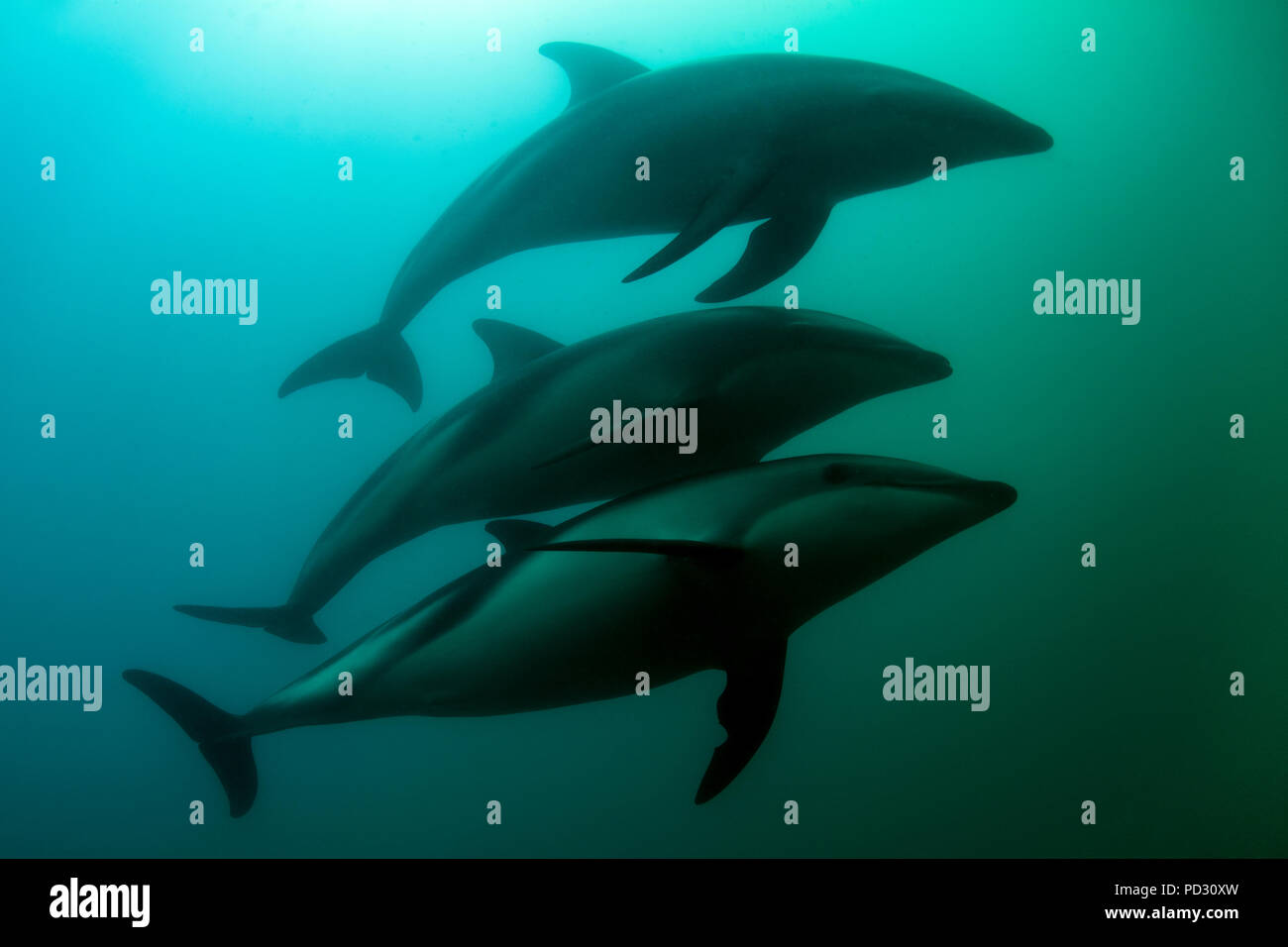 Dusky-delphinen (Lagenorhynchus Obscurus), Schwimmen unter Wasser, Kaikoura, Gisborne, Neuseeland Stockfoto