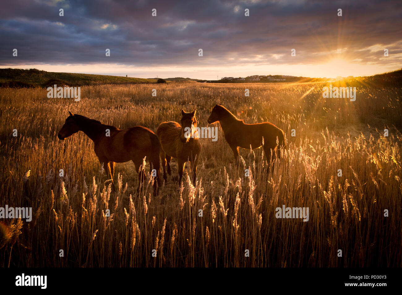 Drei Pferde im Feld bei Sonnenuntergang, Doolin, Clare, Irland Stockfoto