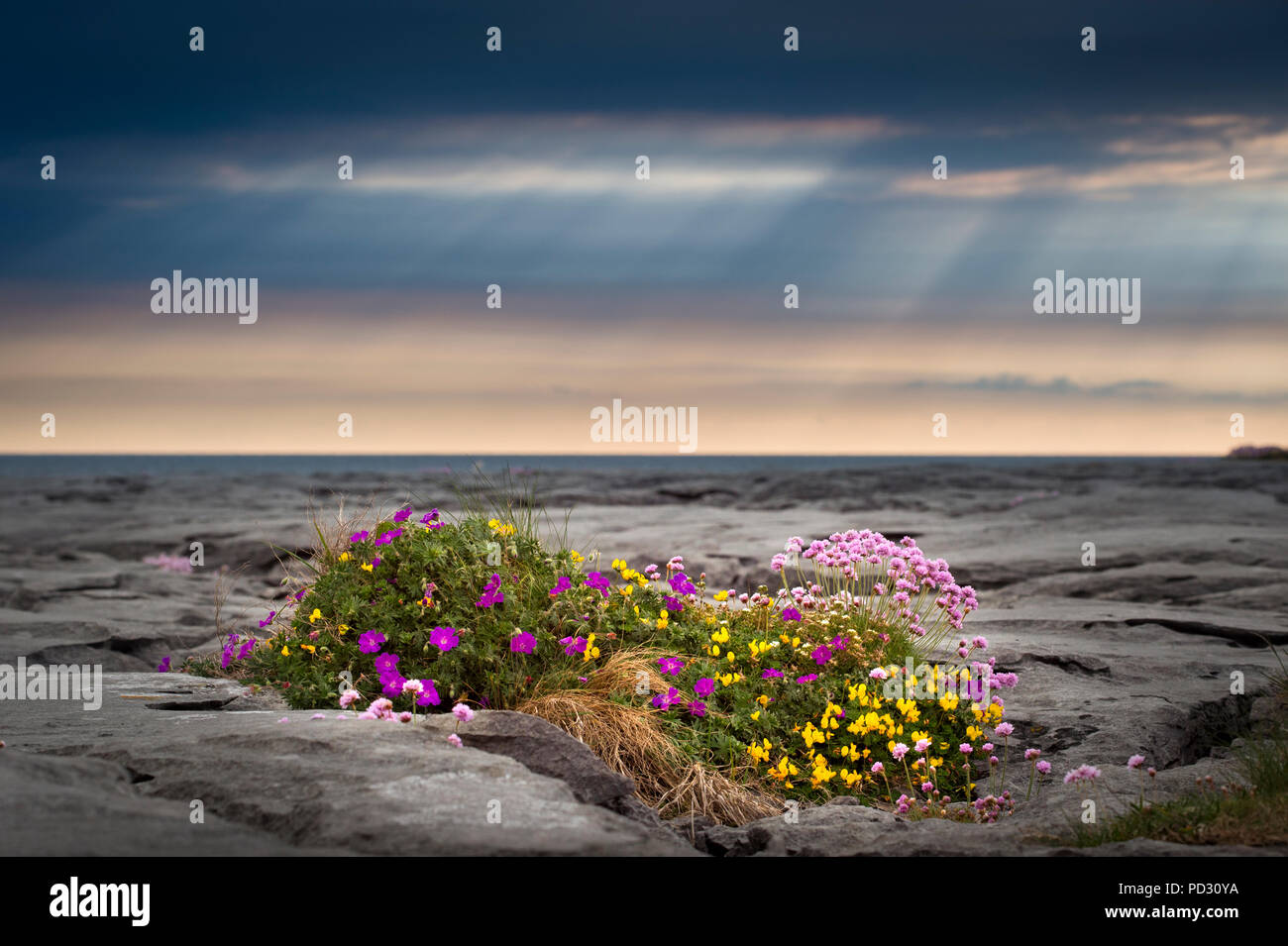 Blumen wachsen in Kalkstein, die Burren, Doolin, Clare, Irland Stockfoto