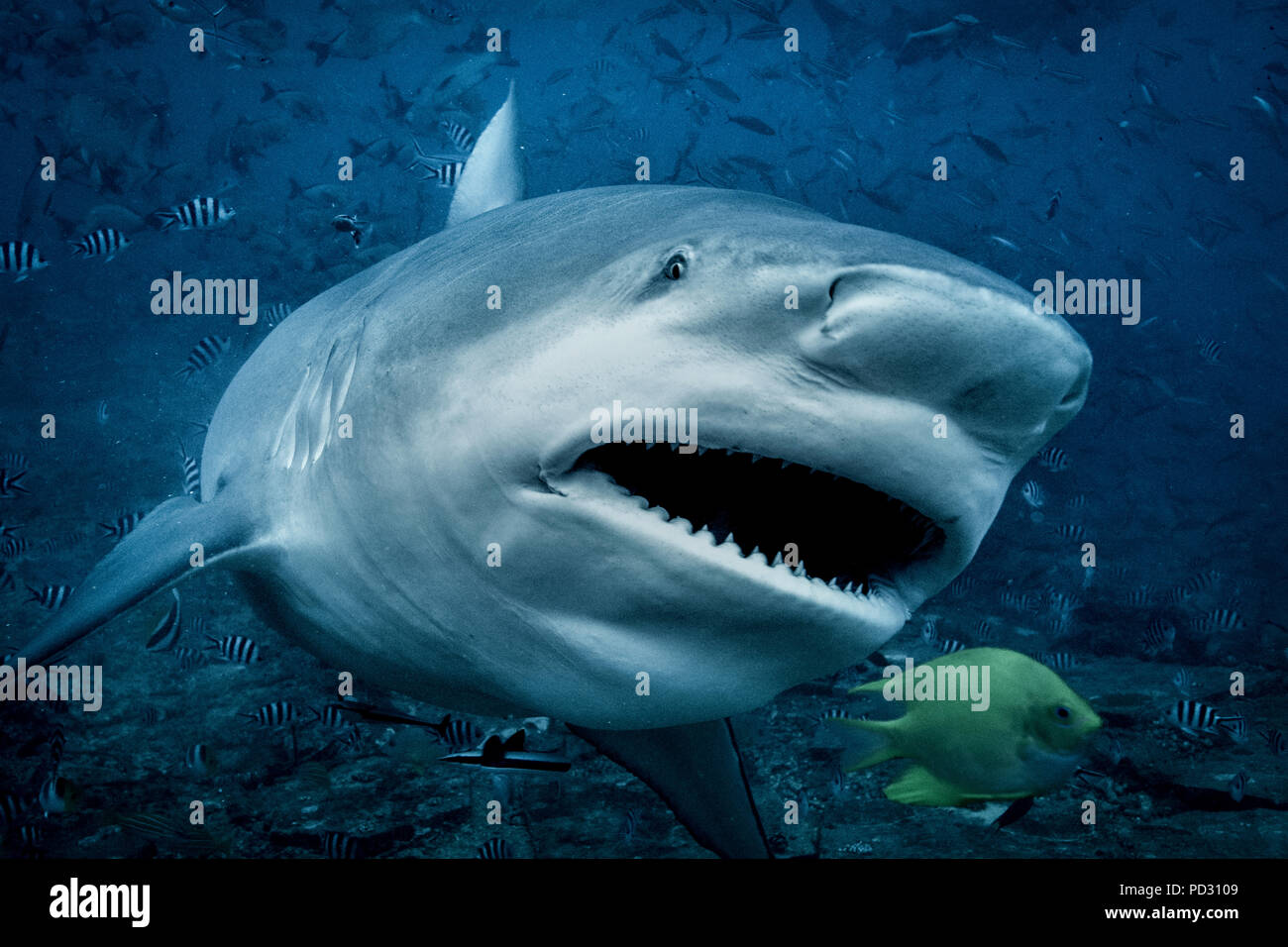 Bull Shark (Carcharhinus leucas), Schwimmen in Richtung Kamera, Unterwasser, Beqa Lagoon, Mamanuca, Fidschi Stockfoto