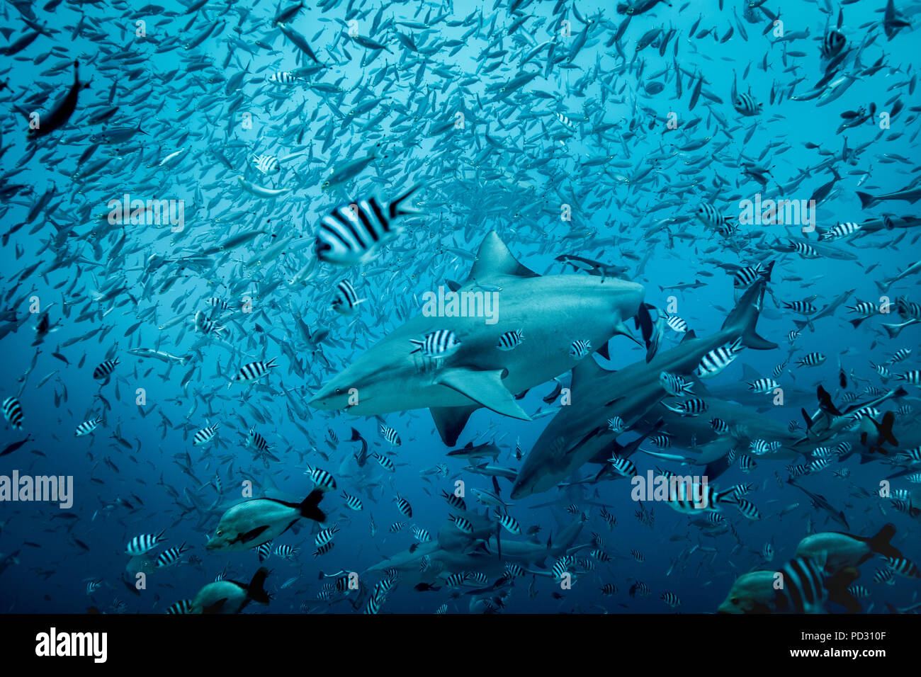 Bullenhaie (Carcharhinus leucas), Schwimmen unter den Fischen, Unterwasser, Beqa Lagoon, Mamanuca, Fidschi Stockfoto