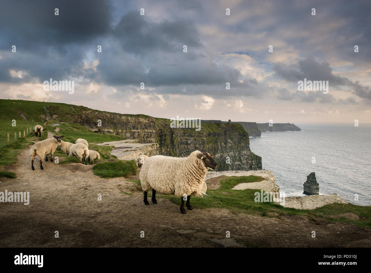 Schafe auf ländlichen Weg, Cliffs of Moher, Doolin, Clare, Irland Stockfoto