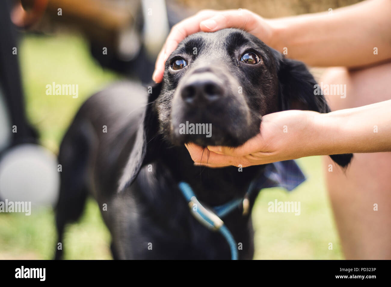 Männliche Hände halten einen Kopf von einem Hund im Freien im Sommer. Close-up. Stockfoto