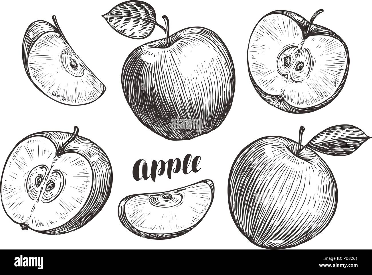 Handgezeichneten Äpfel und Schichten, Skizze. Obst Konzept. Vintage Vector Illustration Stock Vektor
