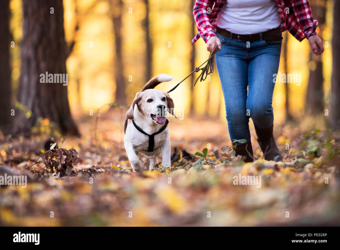Ältere Frau mit Hund auf einem Spaziergang im Wald. Stockfoto