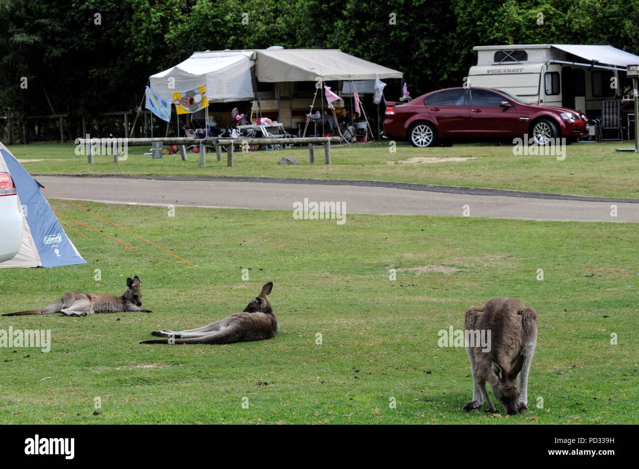 Wild Eastern Grey Kängurus (Macropus giganteus) Ernährung auf einem Campingplatz in der Nähe von Bateman's Bay in New South Wales in Australien. Stockfoto