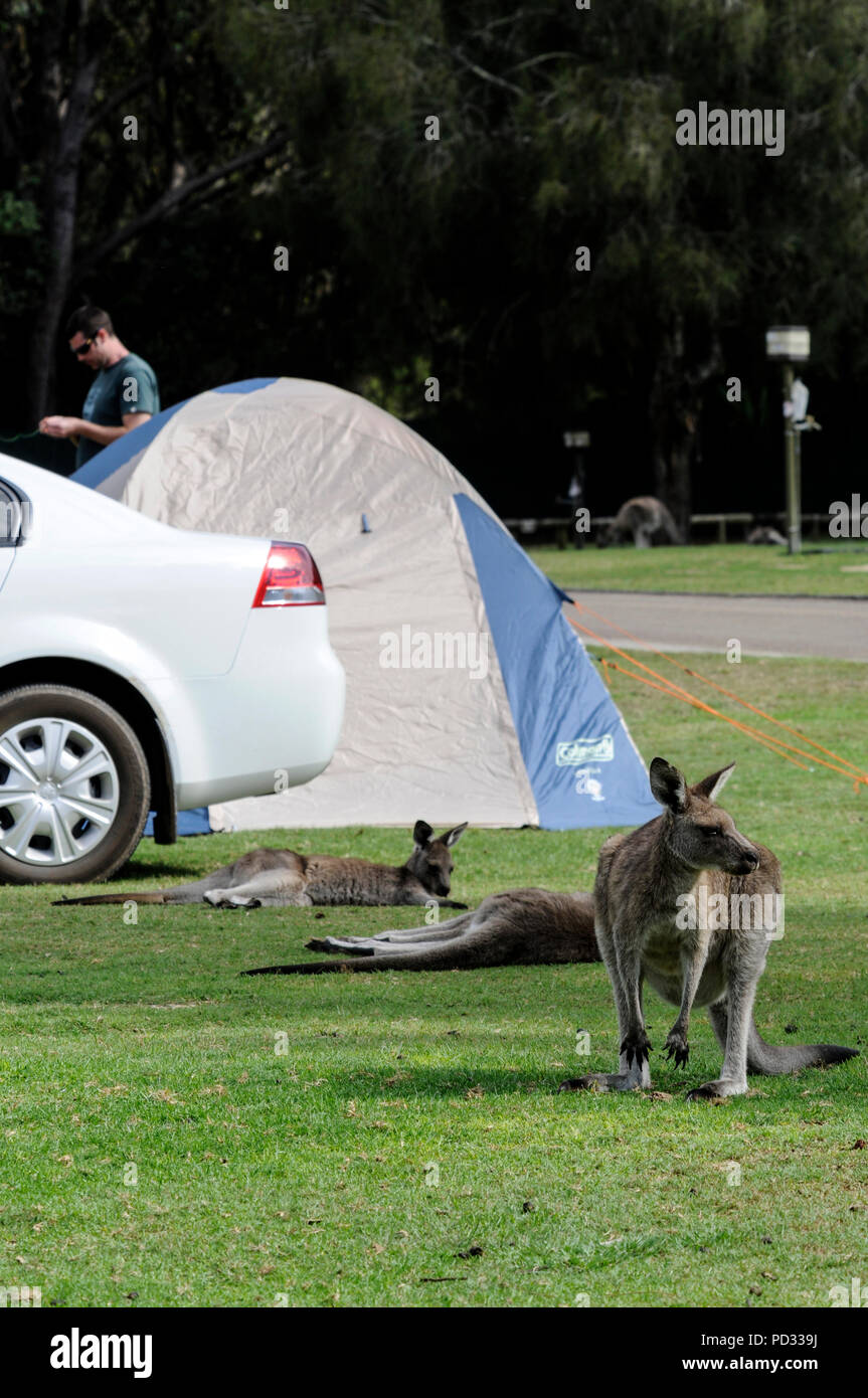 Wild Eastern Grey Kängurus (Macropus giganteus) Ernährung auf einem Campingplatz in der Nähe von Bateman's Bay in New South Wales in Australien. Stockfoto