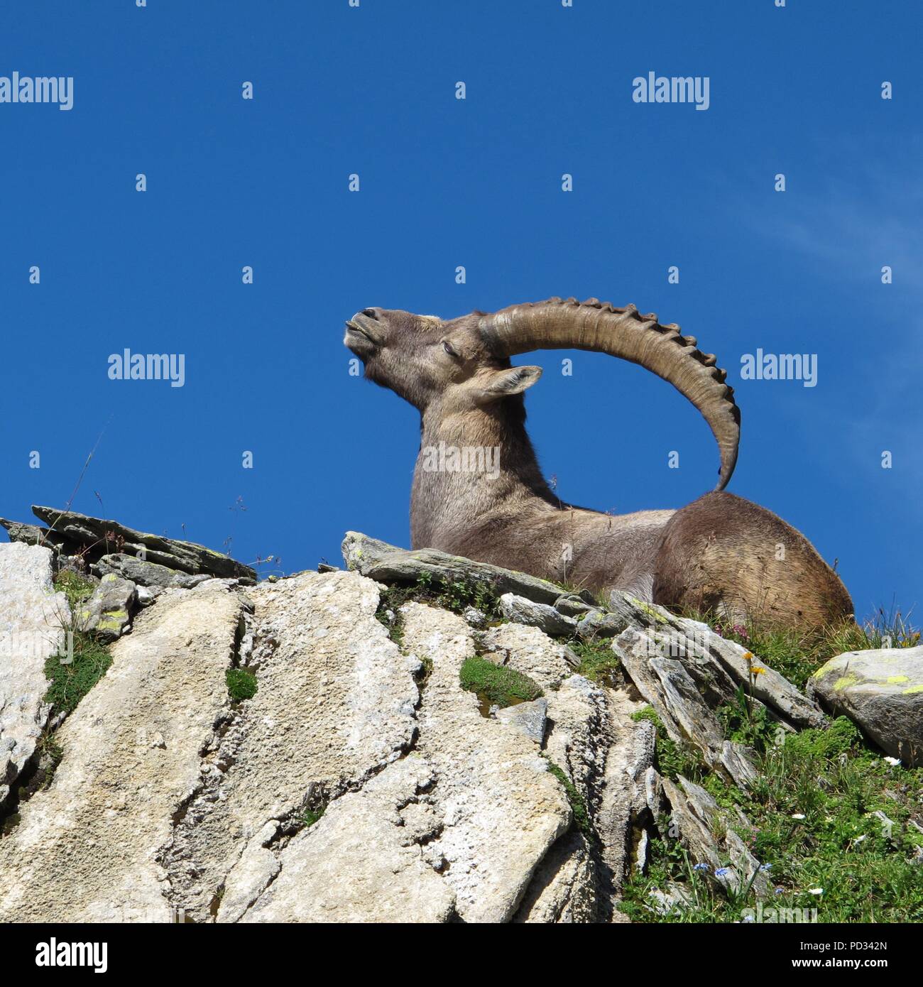 Lügen Alpensteinbock Kratzer auf seinem Rücken mit seinen Hörnern Stockfoto