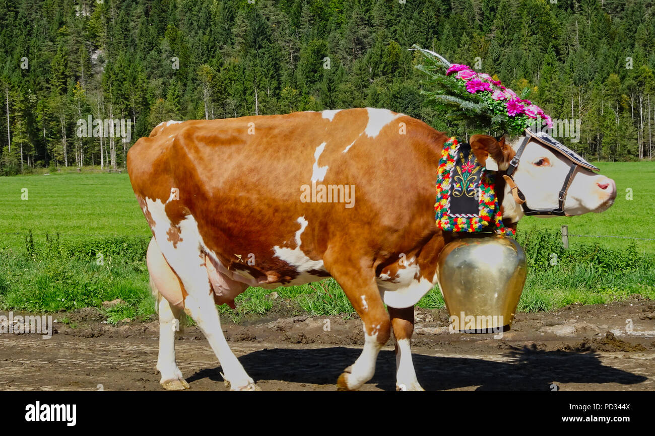 Eine braune Kuh mit einer großen Glocke und Blumen auf den Kopf mit Wiese im Hintergrund Stockfoto