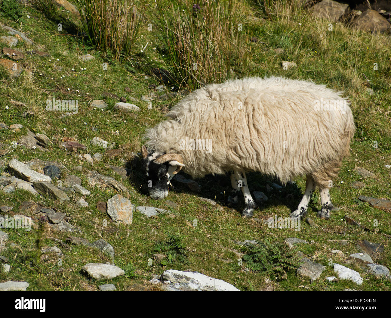 Ein weißes Schaf mit dickem Fell und schwarzen Kopf in den Bergen beim Essen von der Seite fotografiert. Stockfoto
