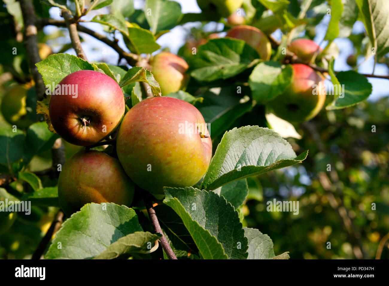 Nahaufnahme von roten Äpfel wachsen auf einem Apfelbaum im Sommer mit selektiven Fokus Stockfoto