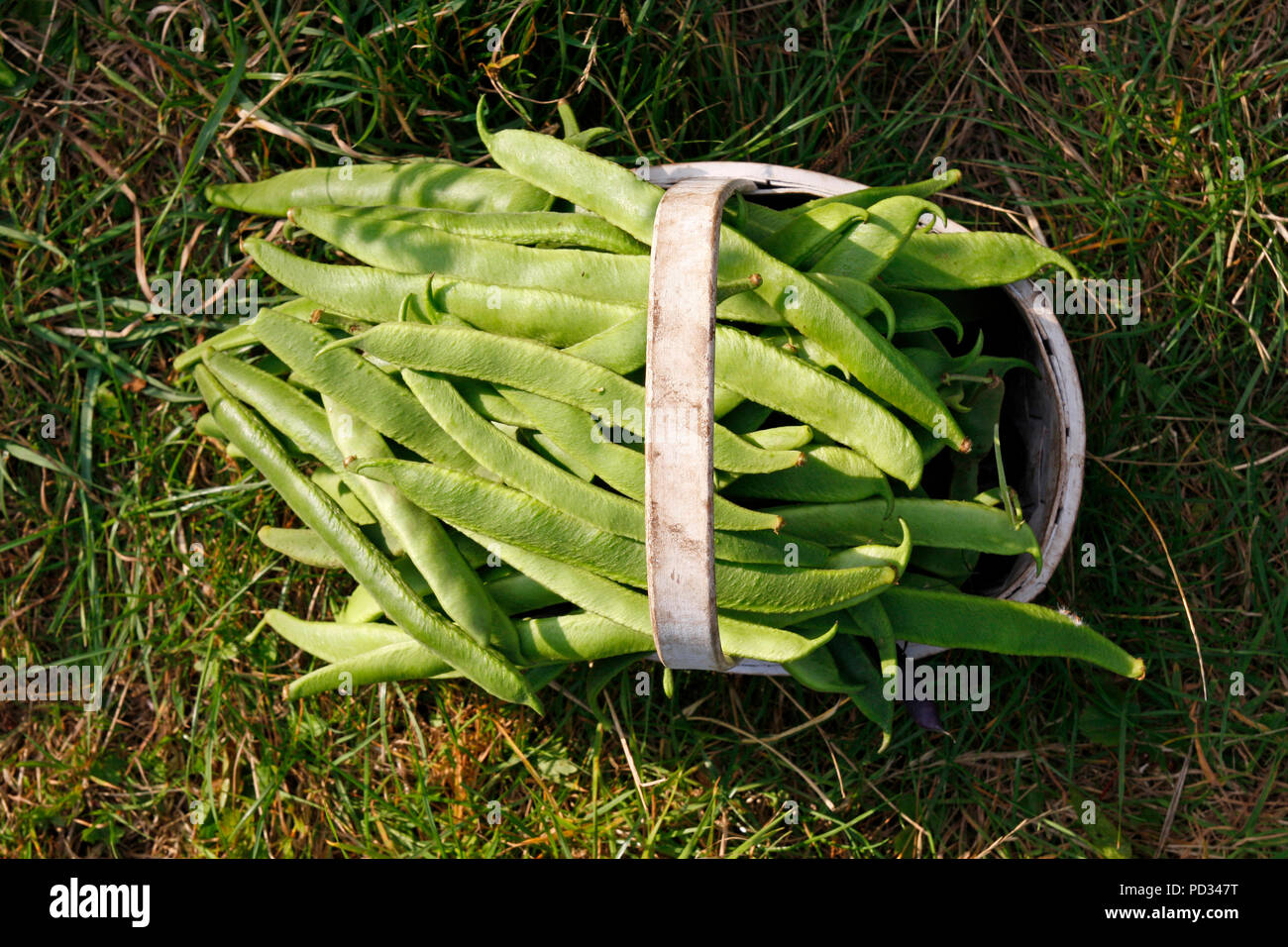 Top down Sicht auf ein weißes trug auf Gras gefüllt mit Zuteilung grün Bio Stangenbohnen im Sommer gewachsen Stockfoto