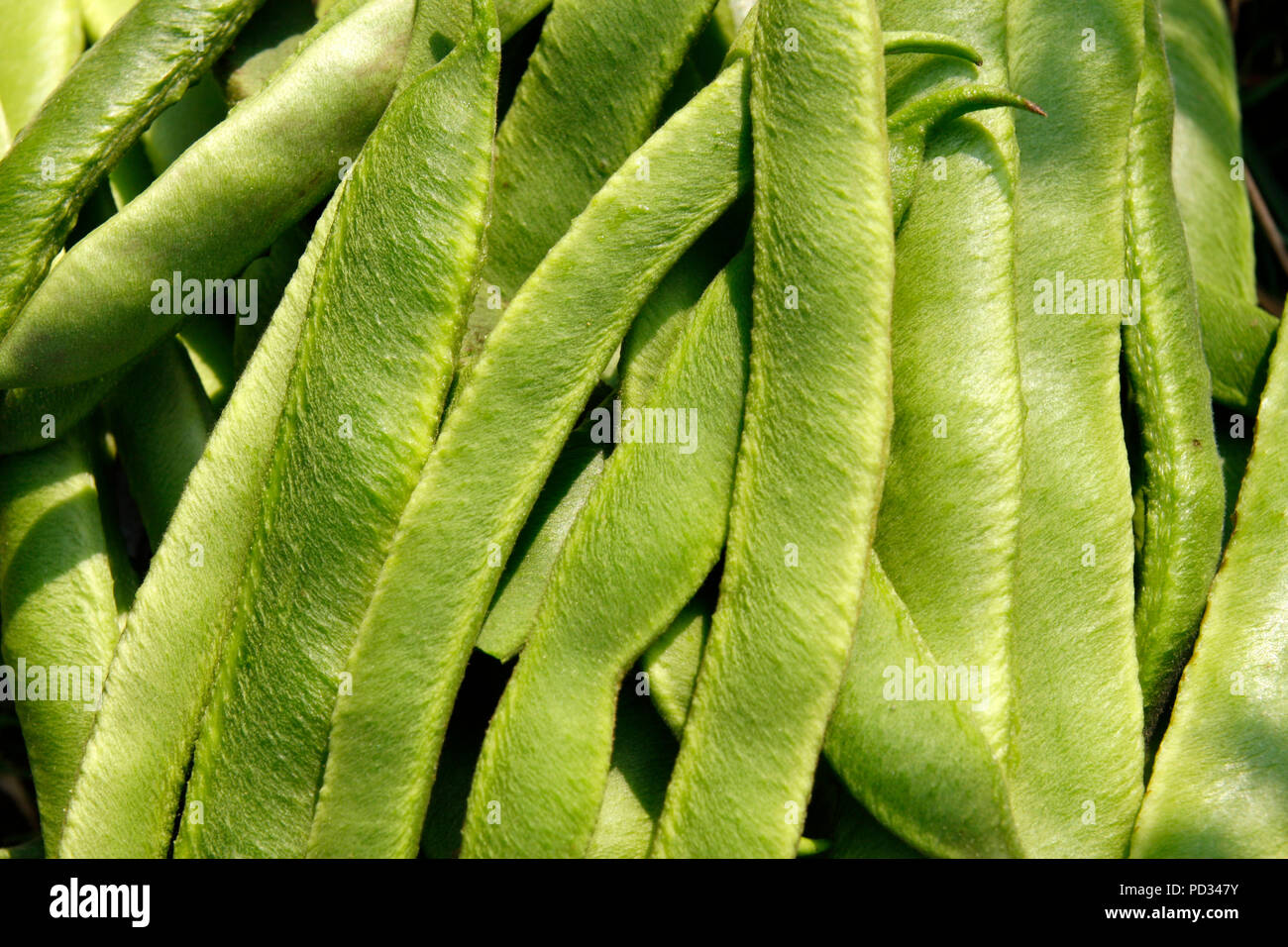 Nahaufnahme der Zuteilung gewachsen organisch grünen Schnittbohnen Stockfoto