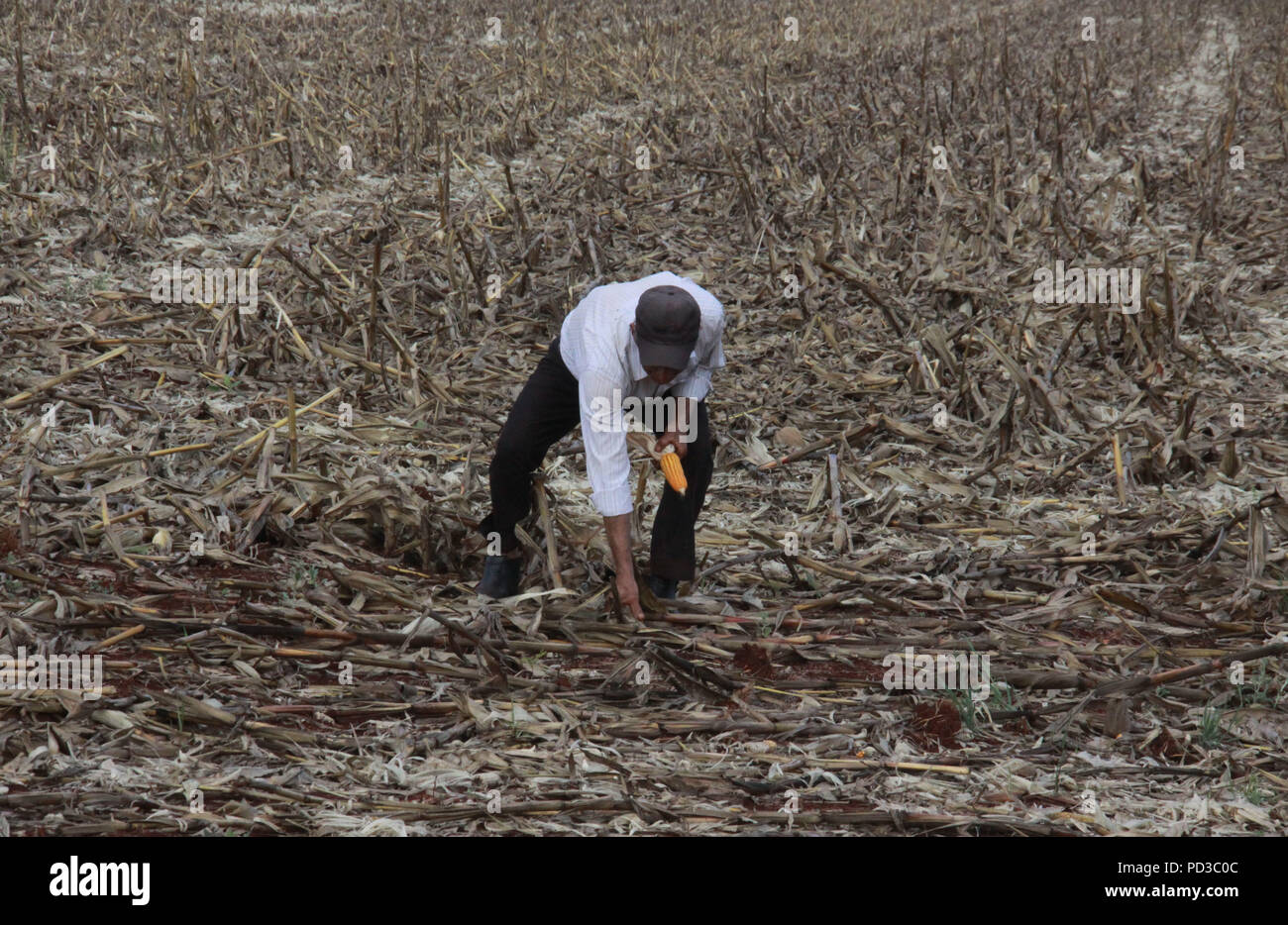 CAMPO MOURÃO, PR - 06.08.2018: TRABALHADORES COLHEM SOBRA DE MILHO - Kleinbauern in Campo Mourão, in der Region Paraná Central-West, nutzen das regnerische Wetter und die Unterbrechung der Ernte, Mais Schalen durch den Erntemaschinen links, um sie zu entfernen. Das Getreide wird füttern die Tiere, die rund um die Kulturen. Vor etwa einem Monat, ein starker Sturm abgereichertem Teil der Plantagen, was es schwierig macht, die zur Maisernte eingesetzt. Auf dem Foto ist der ländlichen Arbeiter sammelt Ähren links von der halbpächter. (Foto: dirceu Portugal/Fotoarena) Stockfoto