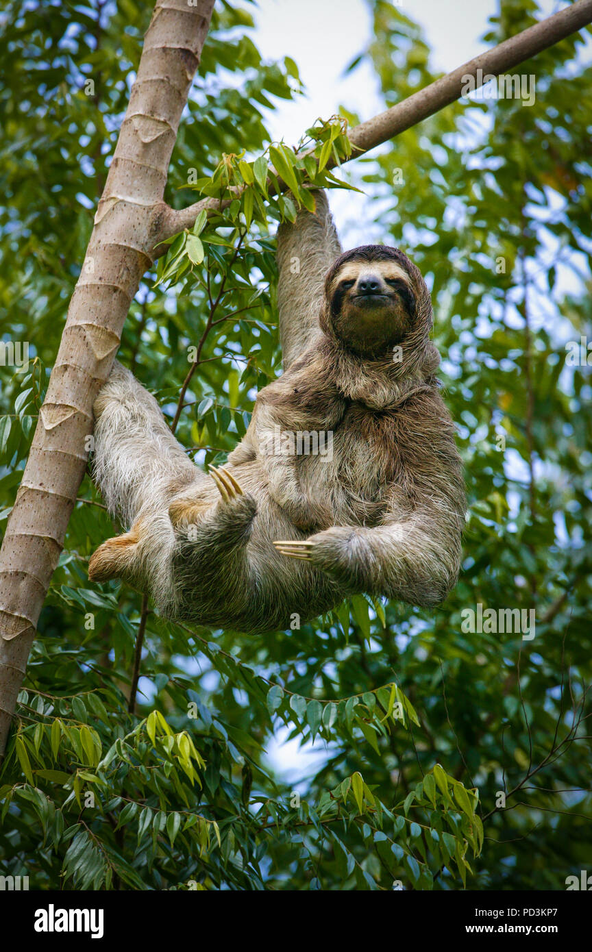 Drei-toed Sloth, Bradypus variegatus, Mutter und Junge, im Regenwald neben Gatun See, Republik Panama. Stockfoto