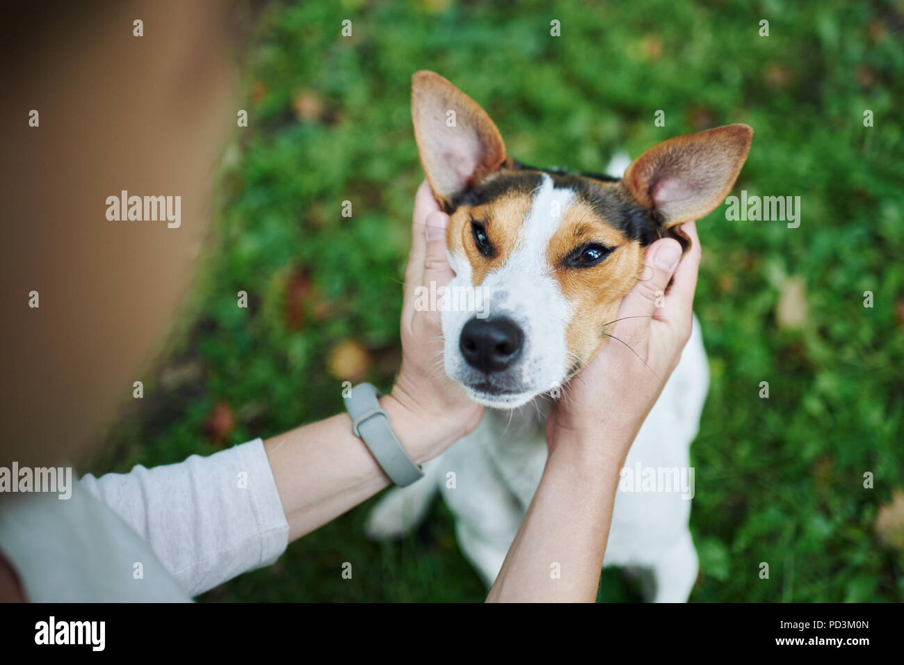 Hände von anonymen Person petting niedlichen Hund auf unscharfen Hintergrund der Rasen Gras Stockfoto