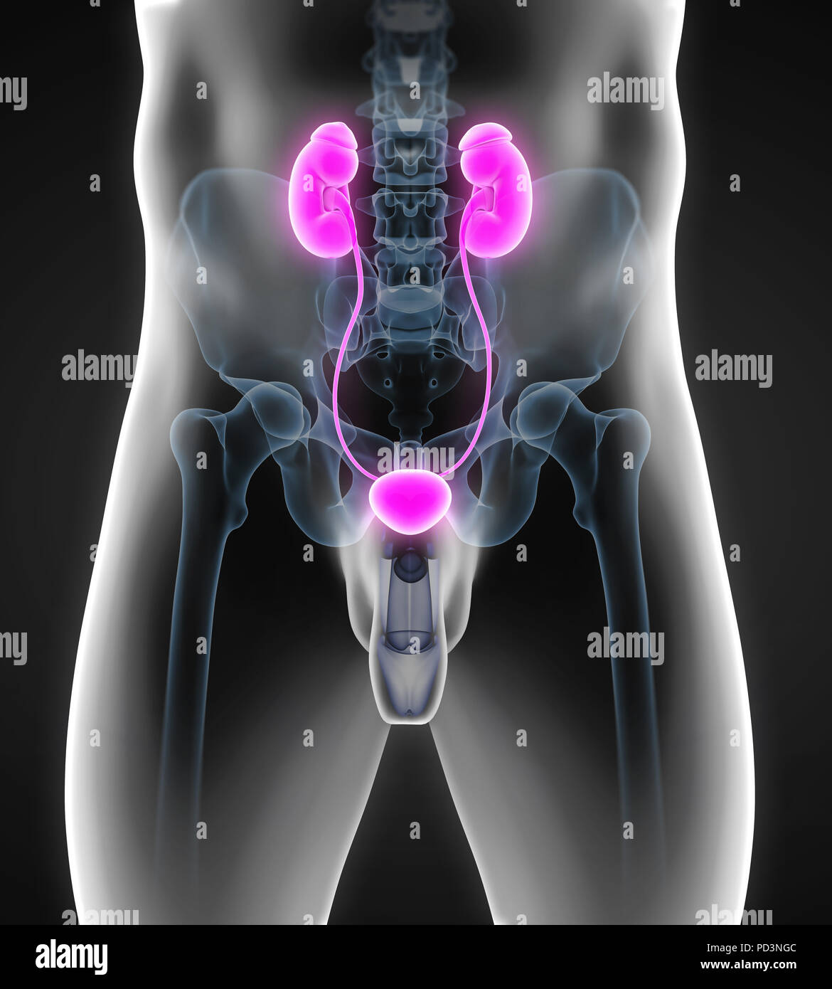 Menschlichen Nieren Anatomie Stockfoto